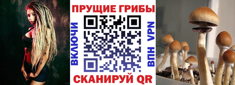 blacksprut ссылка  Снежногорск  Псилоцибиновые грибы Psilocybine cubensis 